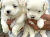 Kartopu Maltiz Terrier Yavrularımız