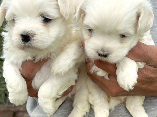 Kartopu Maltiz Terrier Yavrularımız görsel
