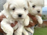 Kartopu Maltiz Terrier Yavrularımız