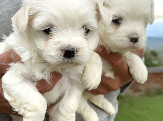 Kartopu Maltiz Terrier Yavrularımız görsel