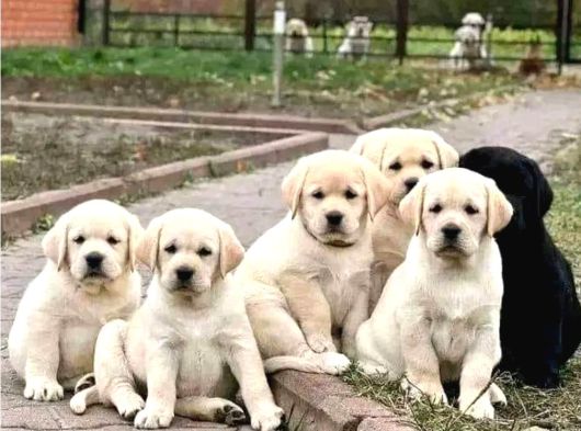 Labrador Retriever Yavrulari Istanbul görsel