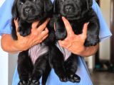 Labrador Retriever Yavrulari Istanbul