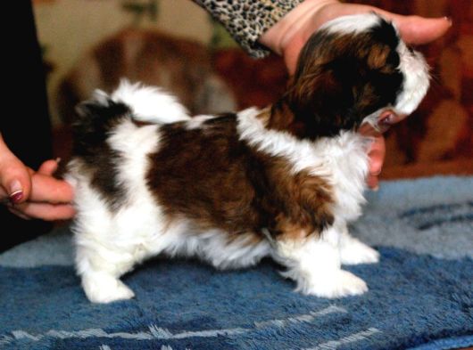 Shih Tzu Yavruları Mama Malzeme Kampanyali görsel