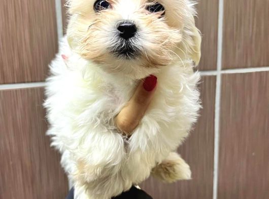 Maltese görsel