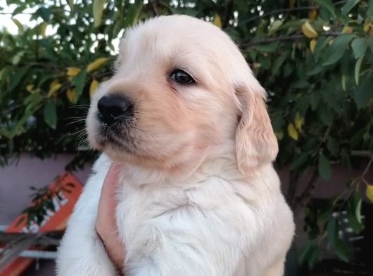 Golden görsel