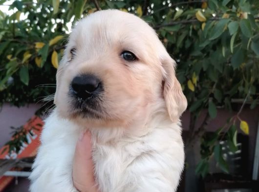 Golden görsel