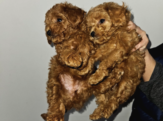 Korextoy Poodle Son 2  Dişi görsel