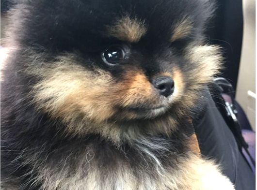 Pomeranian Boo Teddy Bear Ayı Surat Yavrularımız görsel