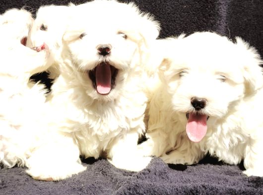 Maltese