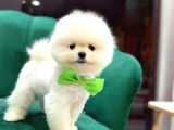 Teddybear Pomerian Yavrularımız Dişi Ve Erkek