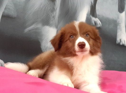 Border Collie Yavruları Istanbul