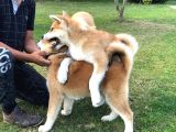 JAPON AKİTA INU YAVRULARİ İSTANBUL