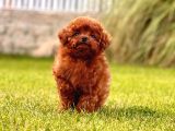 Red Brown Toy Poodle Yavruları İstanbul