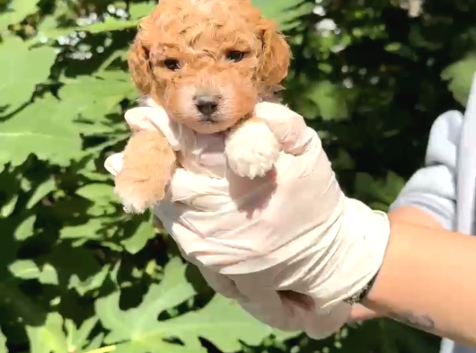Mini Mini Poodle Yavrular görsel