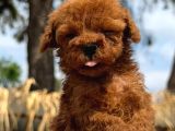 Kore Poodle Çok Şirin Yavrular
