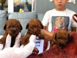 Kore Poodle Çok Şirin Yavrular