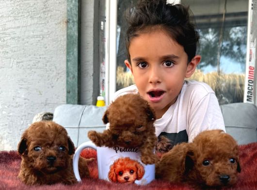 Kore Poodle Çok Şirin Yavrular