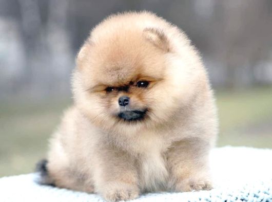 Secereli Irk Garantili Pomeranian Boo Teddy Bear