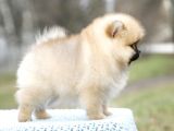 Secereli Irk Garantili Pomeranian Boo Teddy Bear