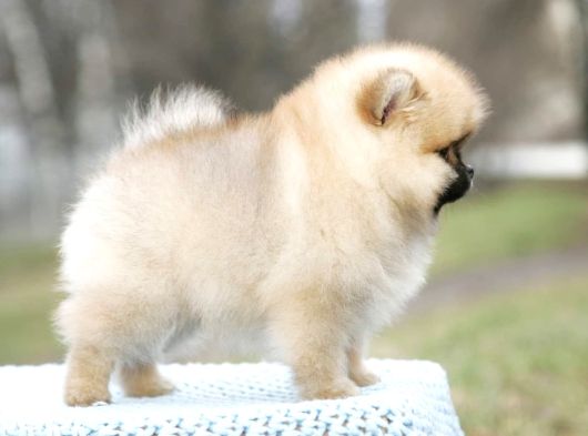 Secereli Irk Garantili Pomeranian Boo Teddy Bear görsel