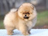 Secereli Irk Garantili Pomeranian Boo Teddy Bear