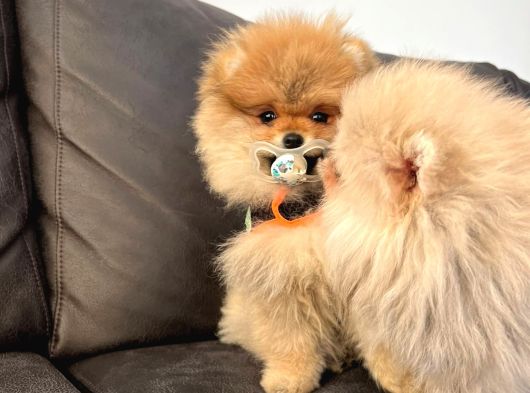 Secereli Irk Garantili Pomeranian Boo Teddy Bear görsel