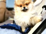 Secereli Irk Garantili Pomeranian Boo Teddy Bear