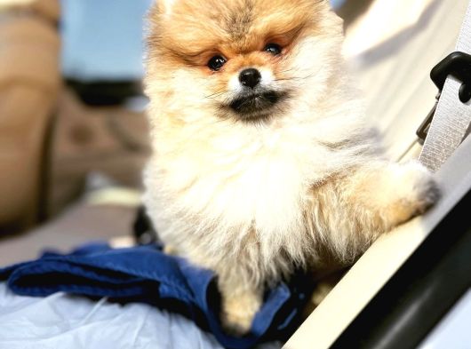 Secereli Irk Garantili Pomeranian Boo Teddy Bear görsel
