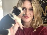 Border Collie Yavruları