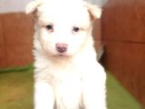 Border Collie Yavruları