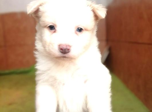 Border Collie Yavruları görsel