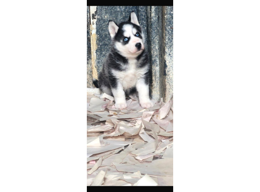 Sibirya Kurdu Husky Yavruları görsel