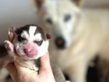 Sibirya Kurdu Husky Yavruları