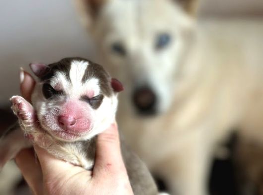 Sibirya Kurdu Husky Yavruları görsel