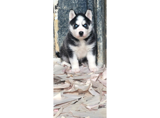 Sibirya Kurdu Husky Yavruları görsel