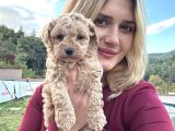 Toy Poodle Yavrular