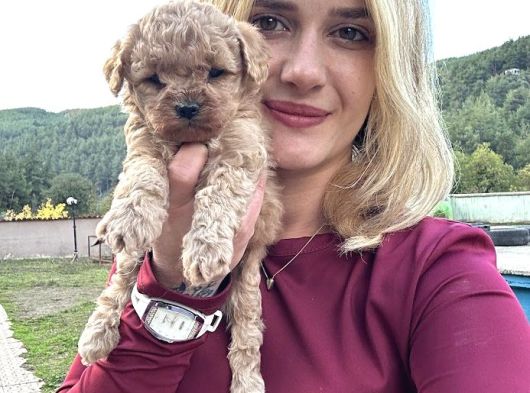 Toy Poodle Yavrular görsel
