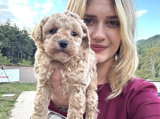 Toy Poodle Yavrular görsel