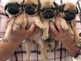 Pug Mops Yavrulari Mama Ve Malzeme Kampanyanli