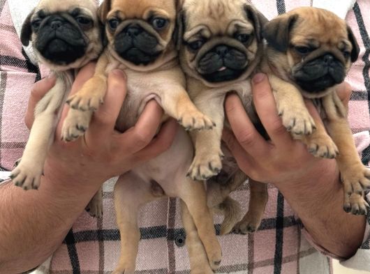 Pug Mops Yavrulari Mama Ve Malzeme Kampanyanli görsel