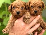 Uyumlu Akıllı Tüy Dökmez Toy Poodle Bebekler