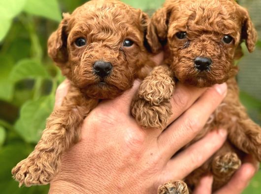 Uyumlu Akıllı Tüy Dökmez Toy Poodle Bebekler görsel