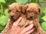 Uyumlu Akıllı Tüy Dökmez Toy Poodle Bebekler