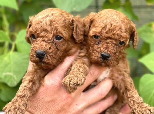 Uyumlu Akıllı Tüy Dökmez Toy Poodle Bebekler görsel