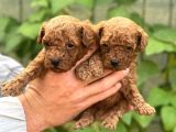 Uyumlu Akıllı Tüy Dökmez Toy Poodle Bebekler