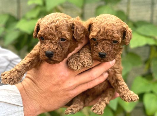Uyumlu Akıllı Tüy Dökmez Toy Poodle Bebekler görsel