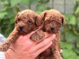 Uyumlu Akıllı Tüy Dökmez Toy Poodle Bebekler
