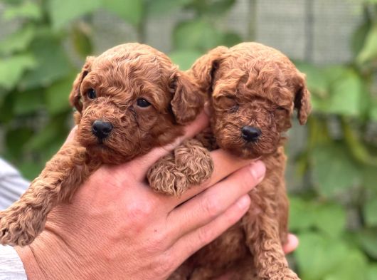 Uyumlu Akıllı Tüy Dökmez Toy Poodle Bebekler görsel