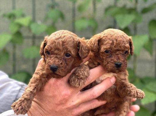 Uyumlu Akıllı Tüy Dökmez Toy Poodle Bebekler