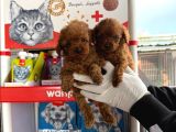 Kore Toy Poodl Yavrularımız Ruhsatlı Çiftliği Mızden